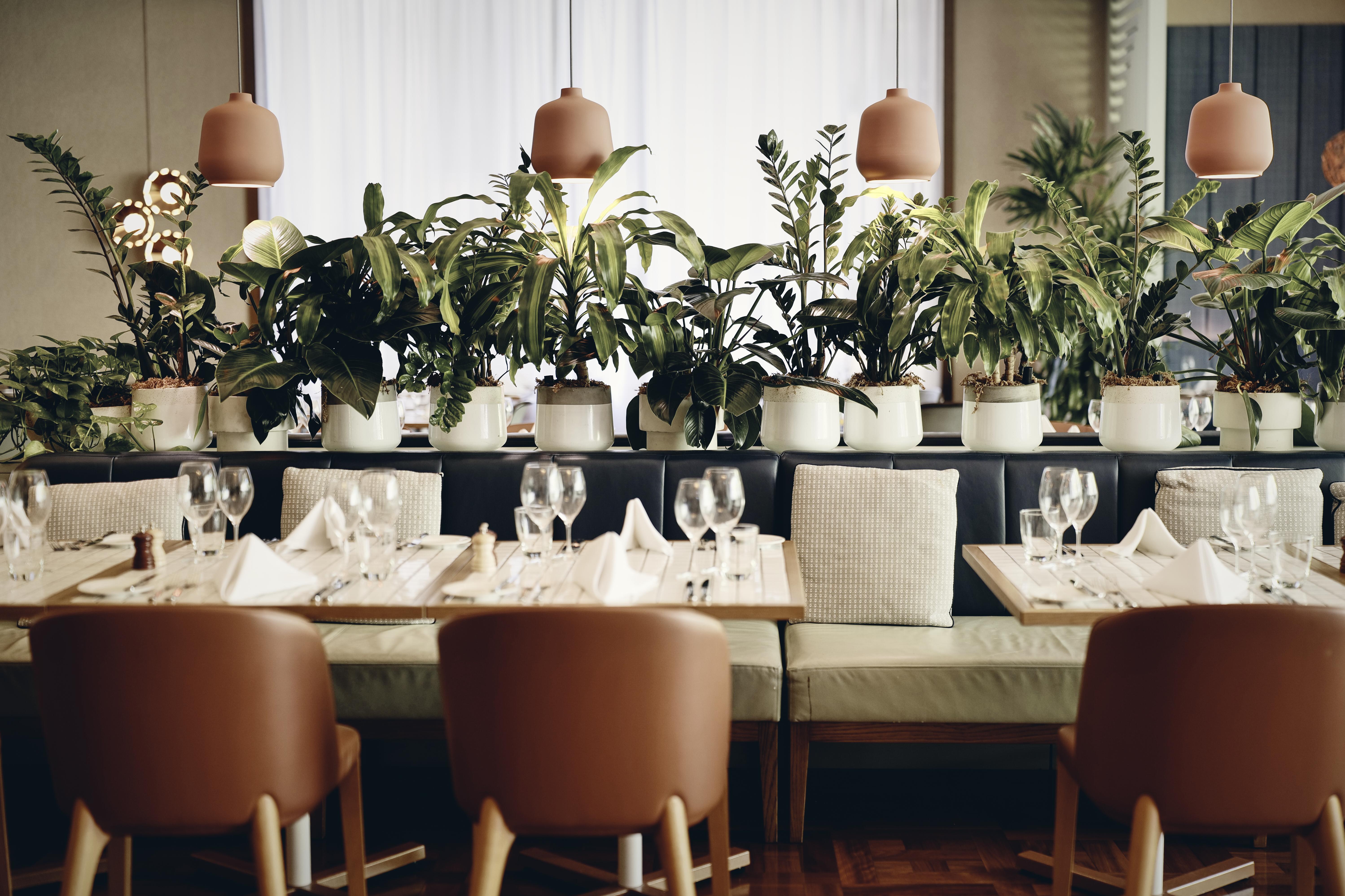 Amora Hotel Jamison Sydney Kültér fotó The photo shows an elegant restaurant interior. There are several tables neatly arranged, each set with glasses, white napkins, and light-colored tableware. The seating consists of brown chairs and a bench along the wall. Lush green plants are promin